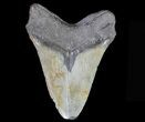 Large, Fossil Megalodon Tooth #69244-2